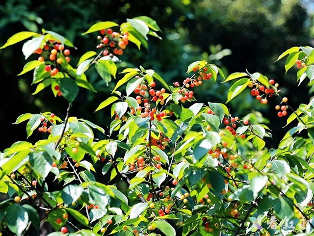 走,摘“恩桃儿”去~(图14) 桃15.jpg