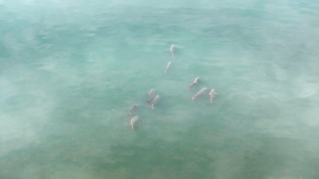 群鱼嬉戏闹春江!泸州长江段这一幕热闹又治愈(图1) 1.jpg