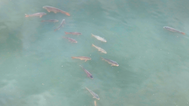 群鱼嬉戏闹春江！泸州长江段这一幕热闹又治愈