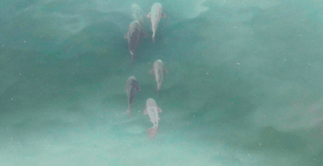 群鱼嬉戏闹春江!泸州长江段这一幕热闹又治愈(图3) 3.jpg