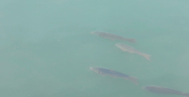 群鱼嬉戏闹春江!泸州长江段这一幕热闹又治愈(图4) 4.jpg