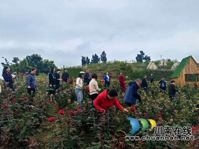 佛手凝香韵 本草润乡心——合江白沙忠孝佛手园农文旅融合深度体验记(图3) 3.jpg