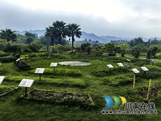 佛手凝香韵 本草润乡心——合江白沙忠孝佛手园农文旅融合深度体验记(图4) 4.jpg