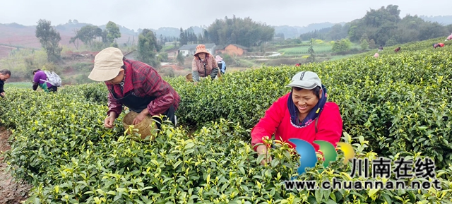 图2：茶产业村民在家门口就业增收.jpg