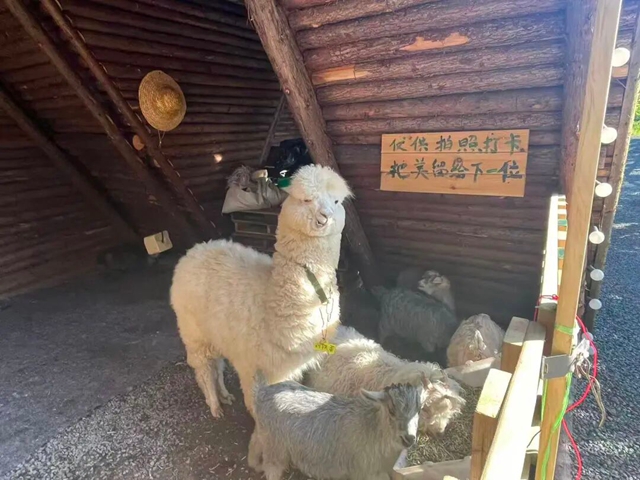 逃离城市计划 | 在泸州这个小镇,把日子过成一首田园诗(图16) 16.jpg