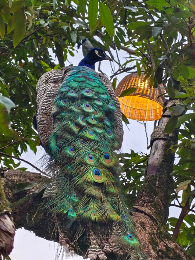 逃离城市计划 | 在泸州这个小镇,把日子过成一首田园诗(图15) 15.jpg