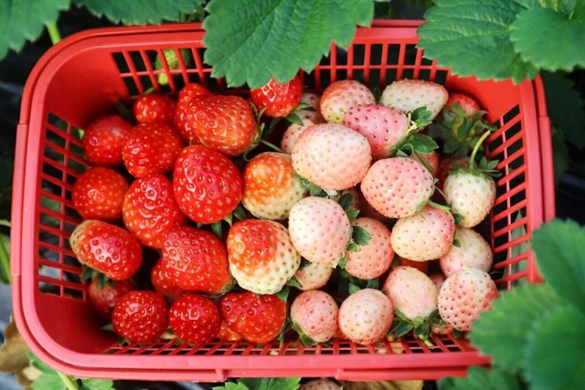 逃离城市计划 | 在泸州这个小镇,把日子过成一首田园诗(图26) 26.jpg