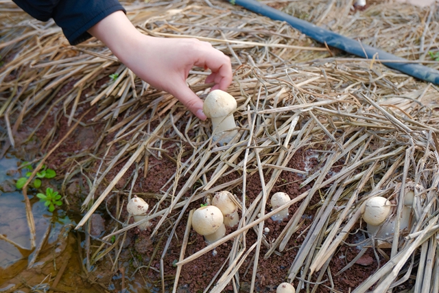 逃离城市计划 | 在泸州这个小镇,把日子过成一首田园诗(图27) 27.jpg