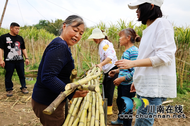 众人合力搬运甘蔗 (2).JPG
