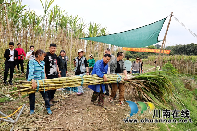 龙马潭：“蔗”里有爱！滞销甘蔗10天被认购15万斤
