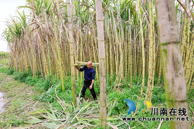 崔永刚正在搬运甘蔗.JPG
