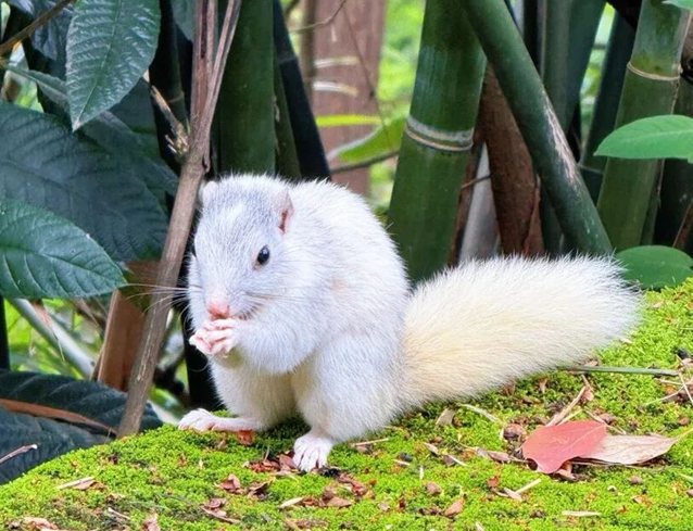 罕见！宜宾翠屏山出现“白松鼠”！很多人都拍到了！