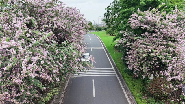 一路繁花！泸州二环路美成“花环”