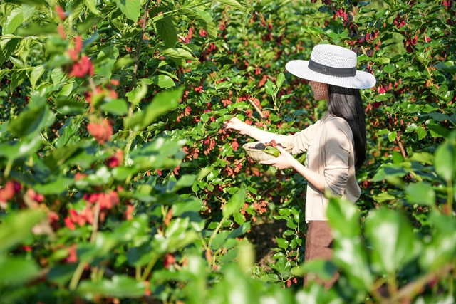 抠笋子、摘桑per……泸州的春天，太快乐了吧！