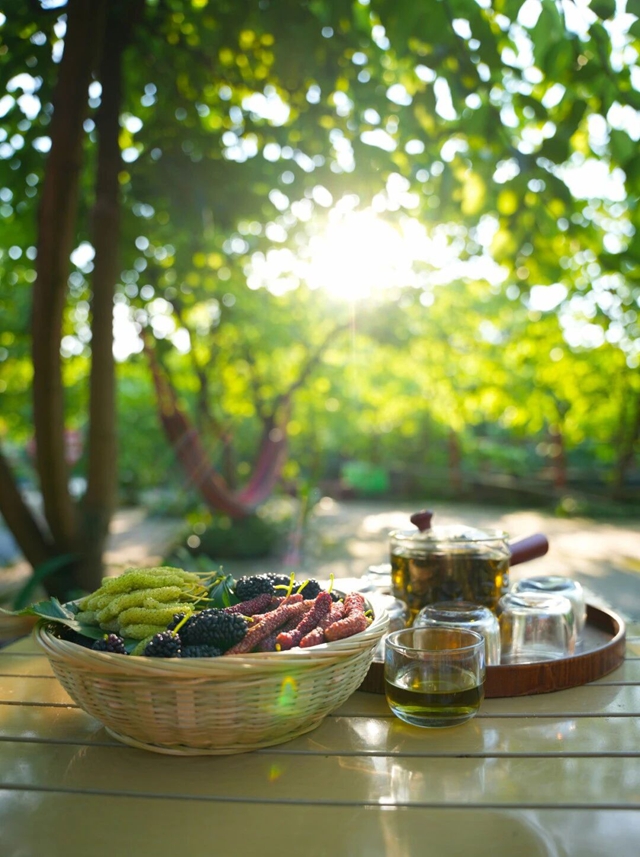 抠笋子、摘桑per……泸州的春天,太快乐了吧!(图17) 17.jpg