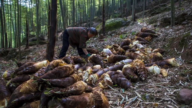 抠笋子、摘桑per……泸州的春天,太快乐了吧!(图20) 20.jpg