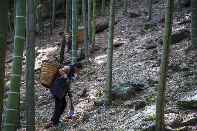 抠笋子、摘桑per……泸州的春天,太快乐了吧!(图19) 19.jpg