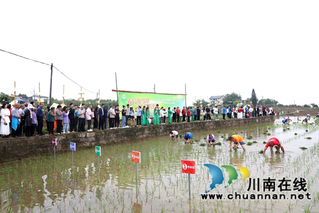 插秧比赛 (2).JPG