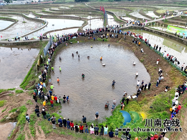 田埂竞技忙 农耕韵味长｜龙马潭区第四届“开秧门”农耕文化节暨罗沙贡米推荐会举行