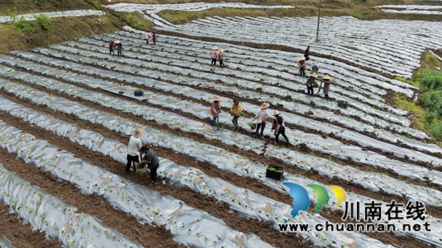田间染新绿 高粱移栽忙｜古蔺县石宝镇玉龙村推进酿酒高粱移栽工作