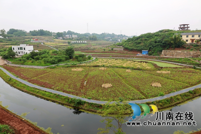 连片的油菜田褪去金黄盛装，沉甸甸的油菜荚挂满枝头 (1).JPG