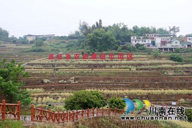 连片的油菜田褪去金黄盛装，沉甸甸的油菜荚挂满枝头 (2).JPG