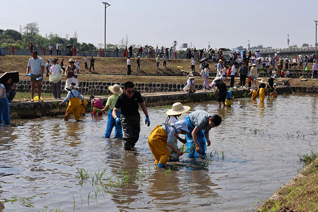 插秧、捉鱼、搓秧绳……昨日的龙马潭区胡市太好耍咯！
