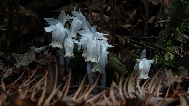 古蔺黄荆老林虎头山发现罕见“幽灵之花”——水晶兰