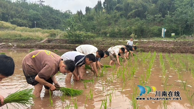 三赴田垄插秧绿，一心耕读砺青春｜纳溪区护国中学开展2026年插秧劳动实践活动