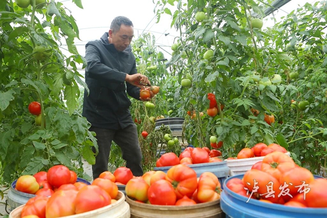 泸县优品 | 日采1万斤、年销40万斤！快来组队采番茄