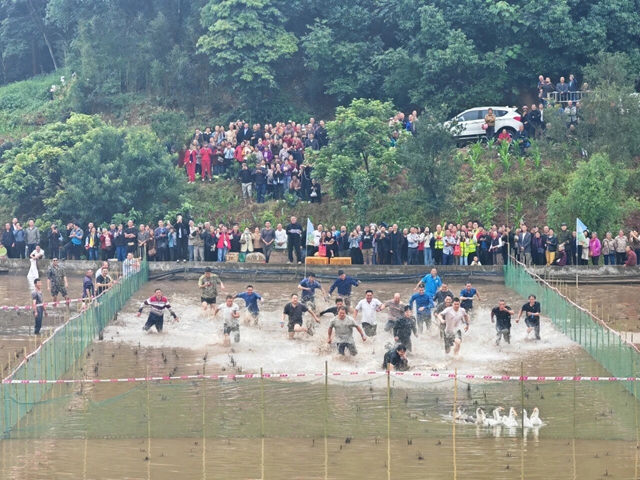 农机比武、摸鱼捉鸭、龙虾盛宴，在纳溪区合面镇沉浸式体验田园快乐