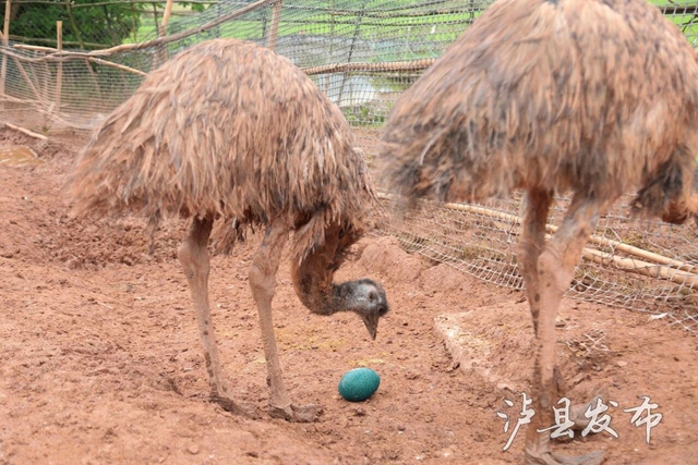 蛋6.jpg