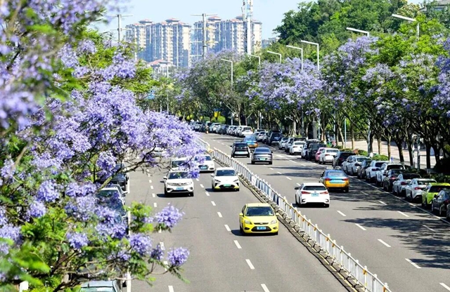 泸州的初夏浪漫，不过是抬头就能遇见蓝花楹