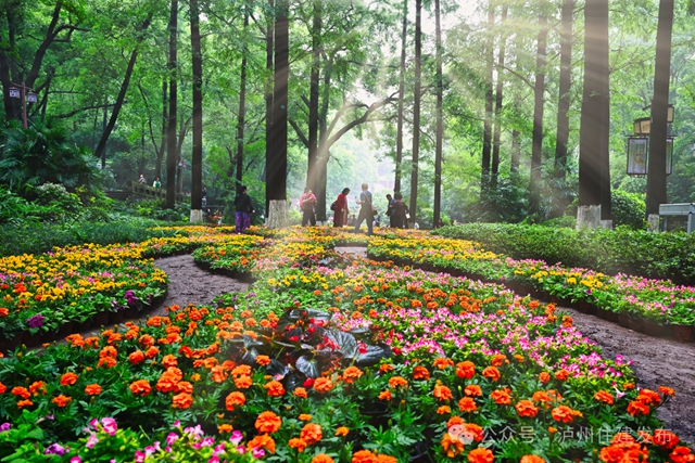 泸州忠山公园:一朵绣球花,满园烟火气(图1) 1.jpg