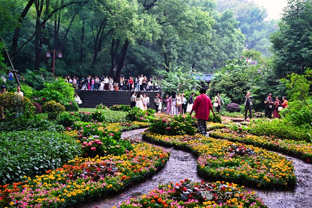 泸州忠山公园:一朵绣球花,满园烟火气(图2) 2.jpg