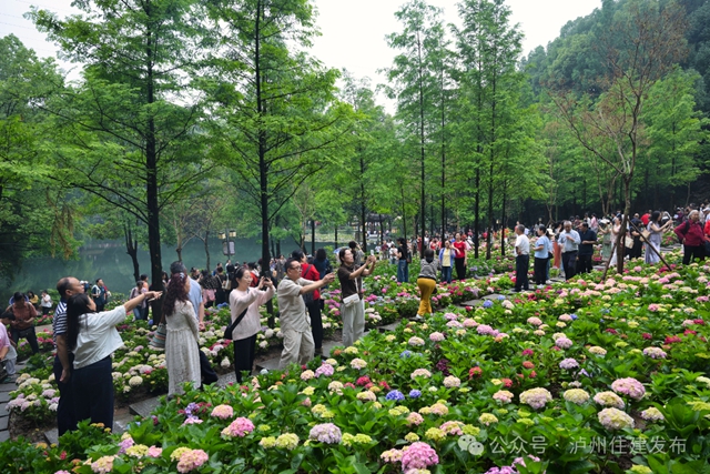 泸州忠山公园：一朵绣球花，满园烟火气