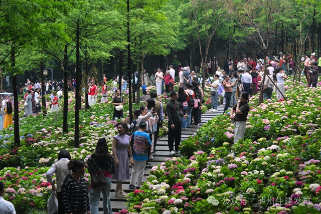 泸州忠山公园:一朵绣球花,满园烟火气(图7) 7.jpg
