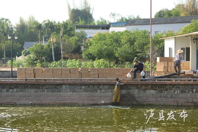 虾８.jpg