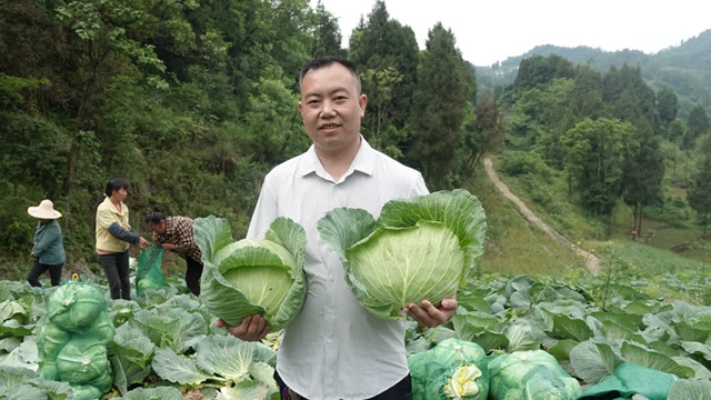 古蔺石屏：108天，荒坡变菜园！