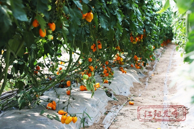菜6.jpg