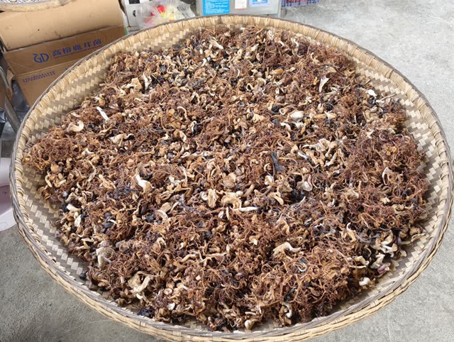 梅林“鸡”遇:一口爆汁的酸甜,藏在茅溪杨梅林的跑山鸡里(图2) 2.jpg