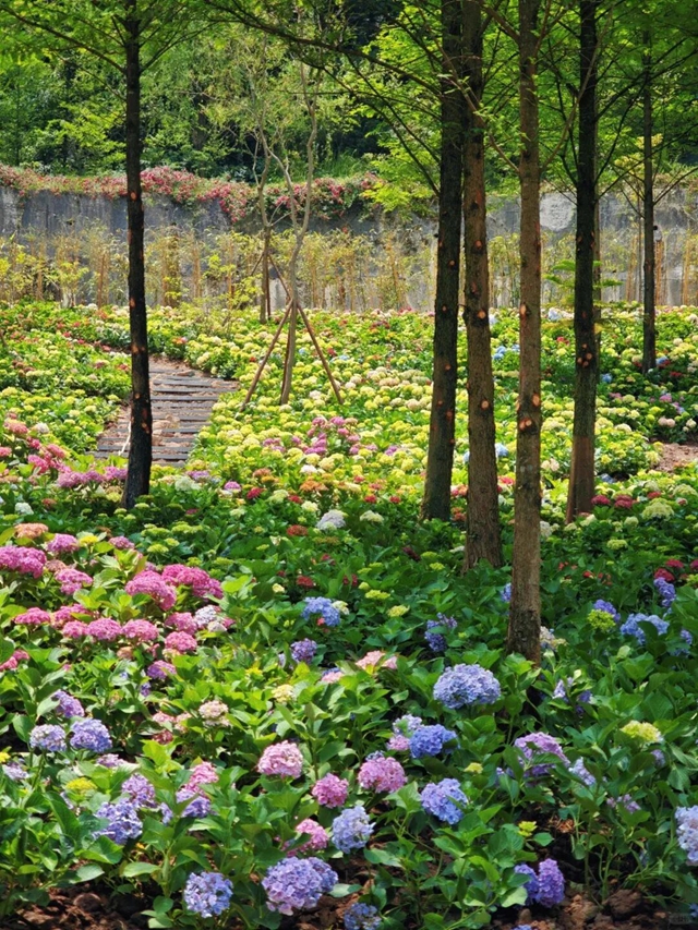 12000余株绣球花正开放,坐公交邂逅夏日浪漫!(图2) 花2.jpg