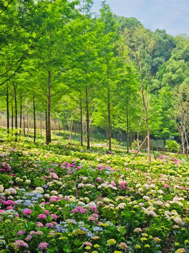 12000余株绣球花正开放,坐公交邂逅夏日浪漫!(图1) 花1.jpg