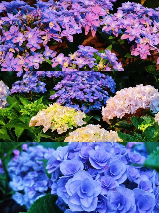 12000余株绣球花正开放,坐公交邂逅夏日浪漫!(图3) 花3.jpg