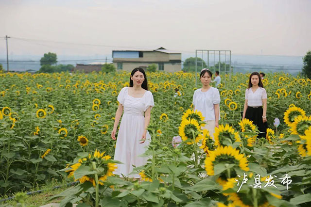今天开园！泸县这500亩向日葵花海藏不住了