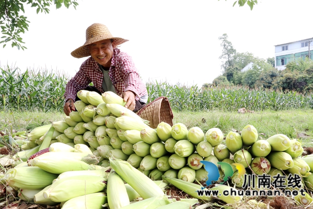龙马潭：黑甜玉米新鲜上市 特色种植助农增收