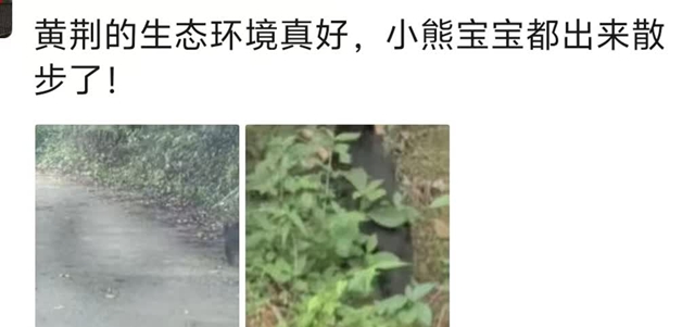 古蔺黄荆再现“熊出没” ,干部下乡途中偶遇黑熊幼崽(图2) 2.jpg