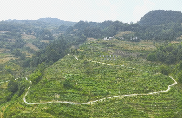泸州新增10家中药材“定制药园”种植基地(图2) 园2.jpg