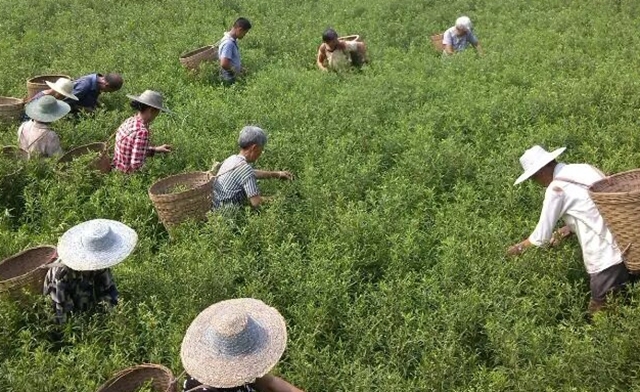 泸州新增10家中药材“定制药园”种植基地(图6) 园6.jpg