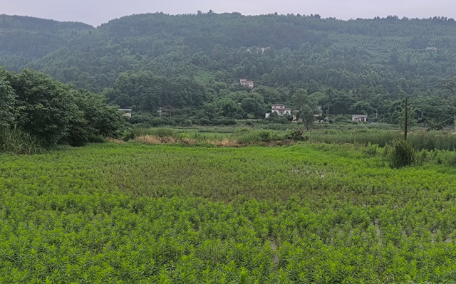 泸州新增10家中药材“定制药园”种植基地(图5) 园5.jpg